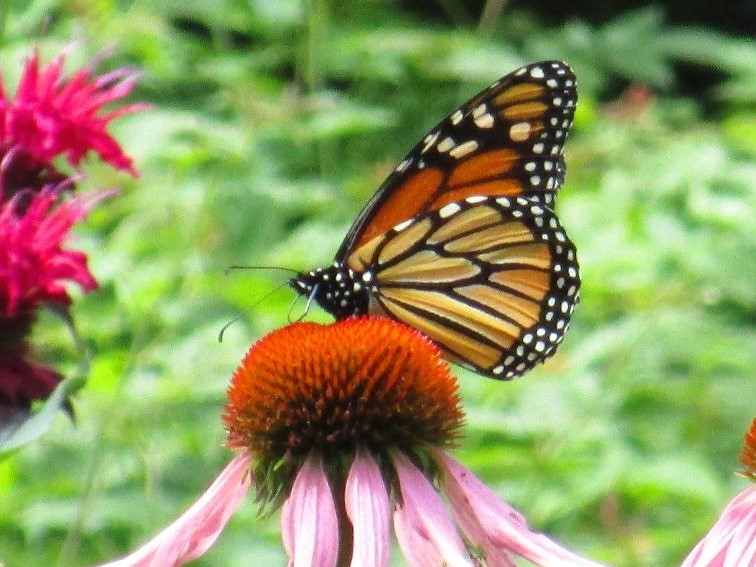 Monarch on Coneflower